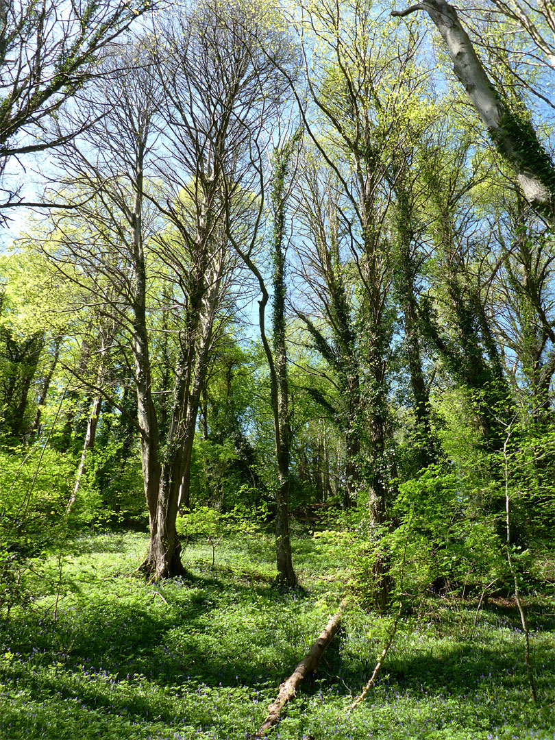 New leaves