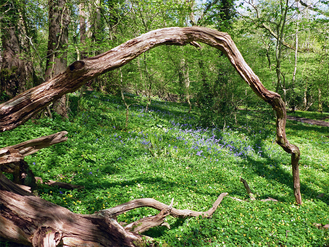 Curving branch