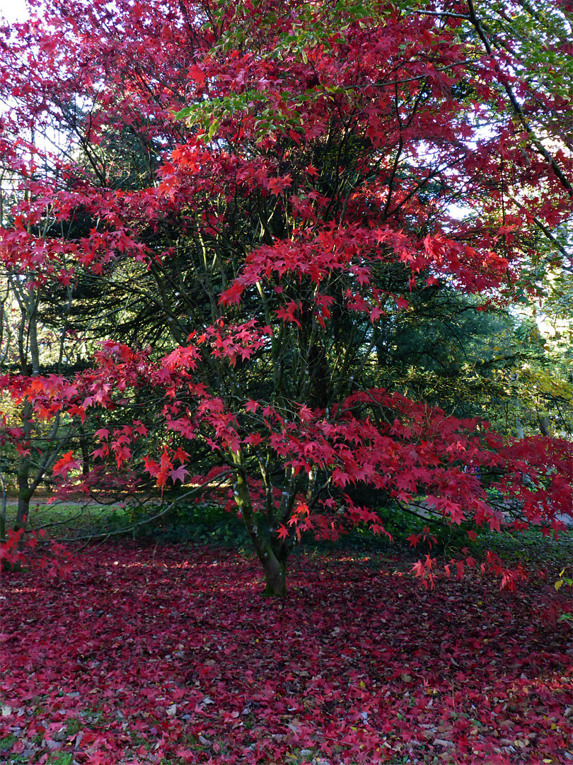 Tree in the acer glade