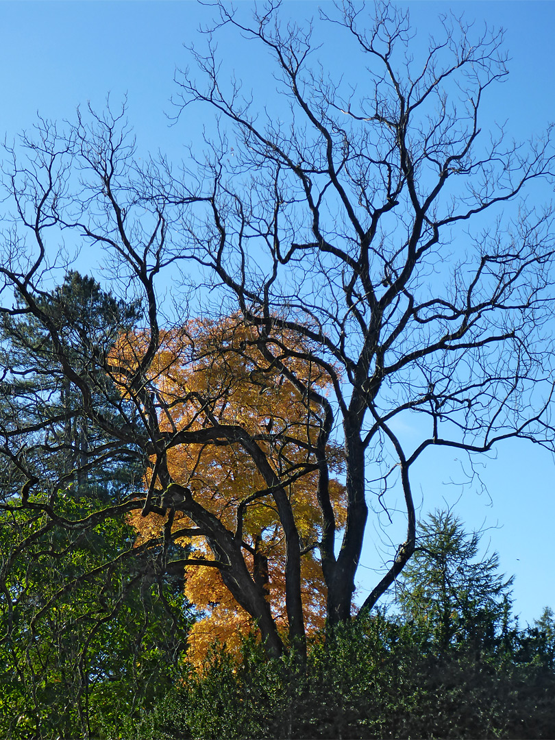 Leafless tree