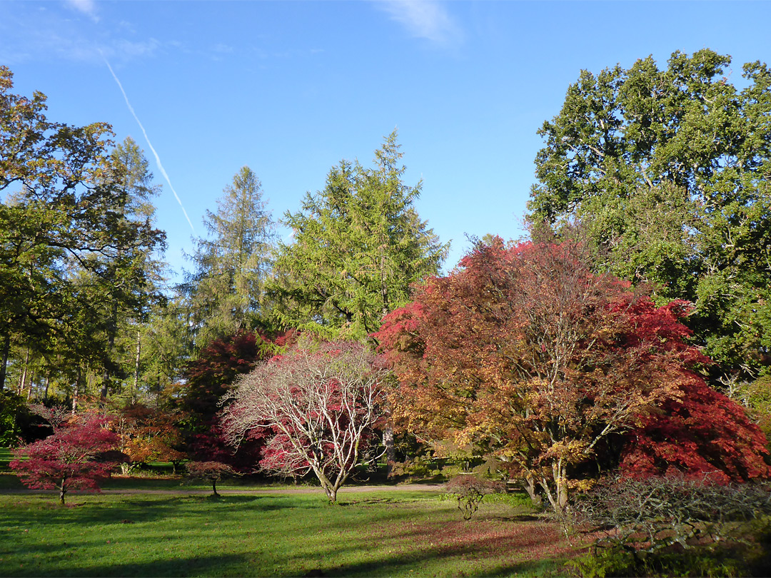 Small and large trees