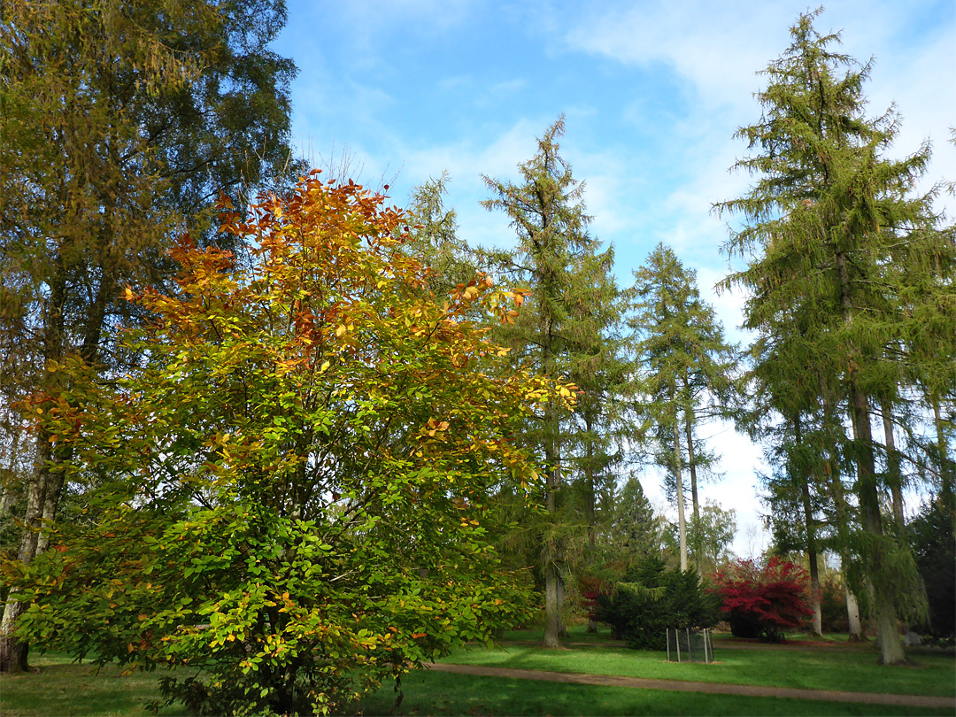 Beech and larch