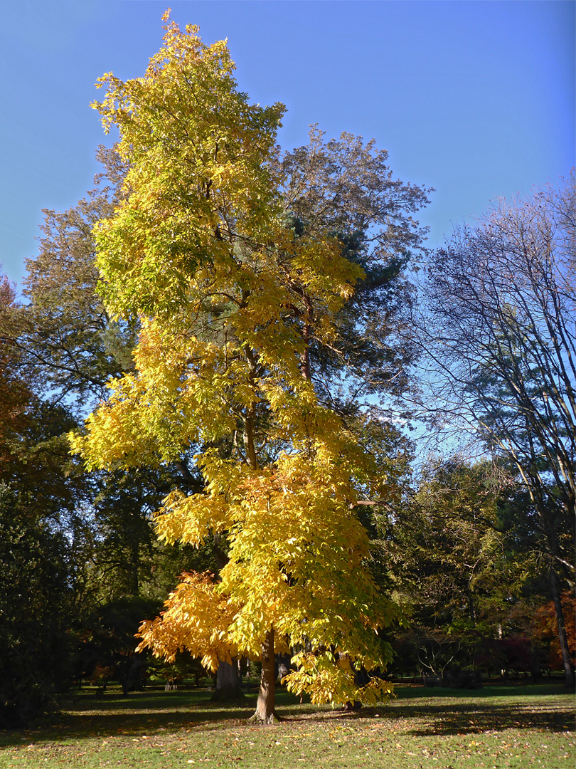 Norway maple