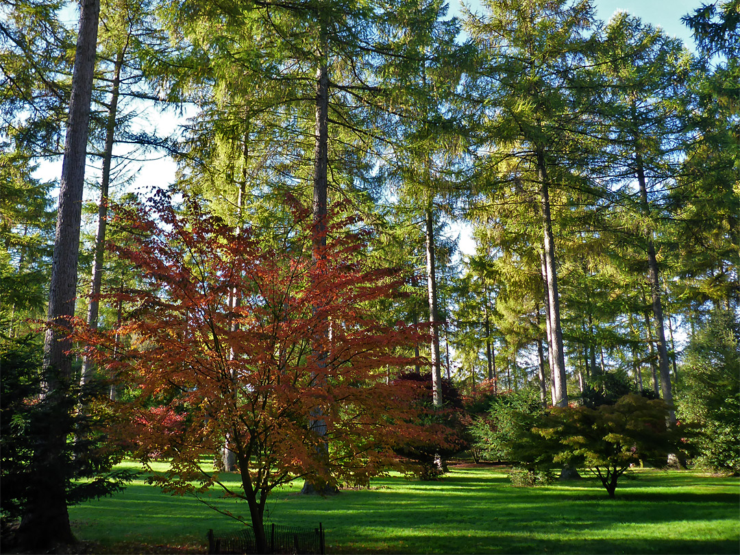 Maple and conifers