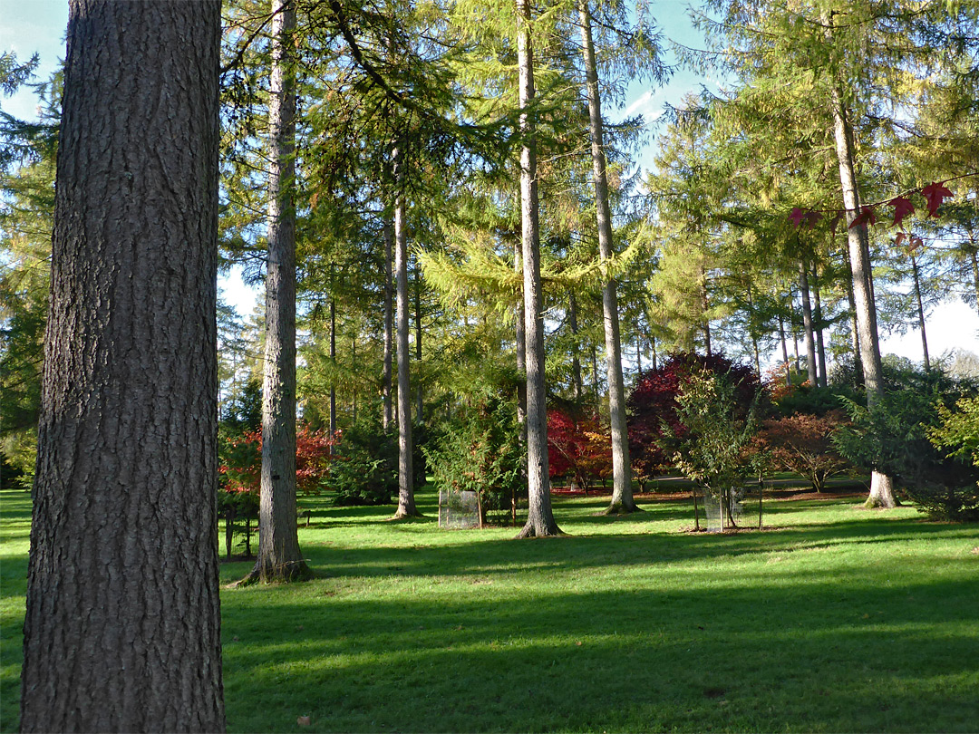 Conifer shadows