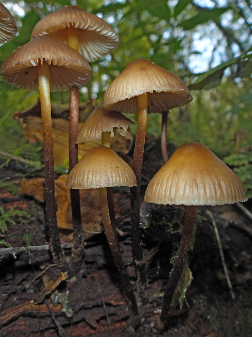 Clustered bonnet