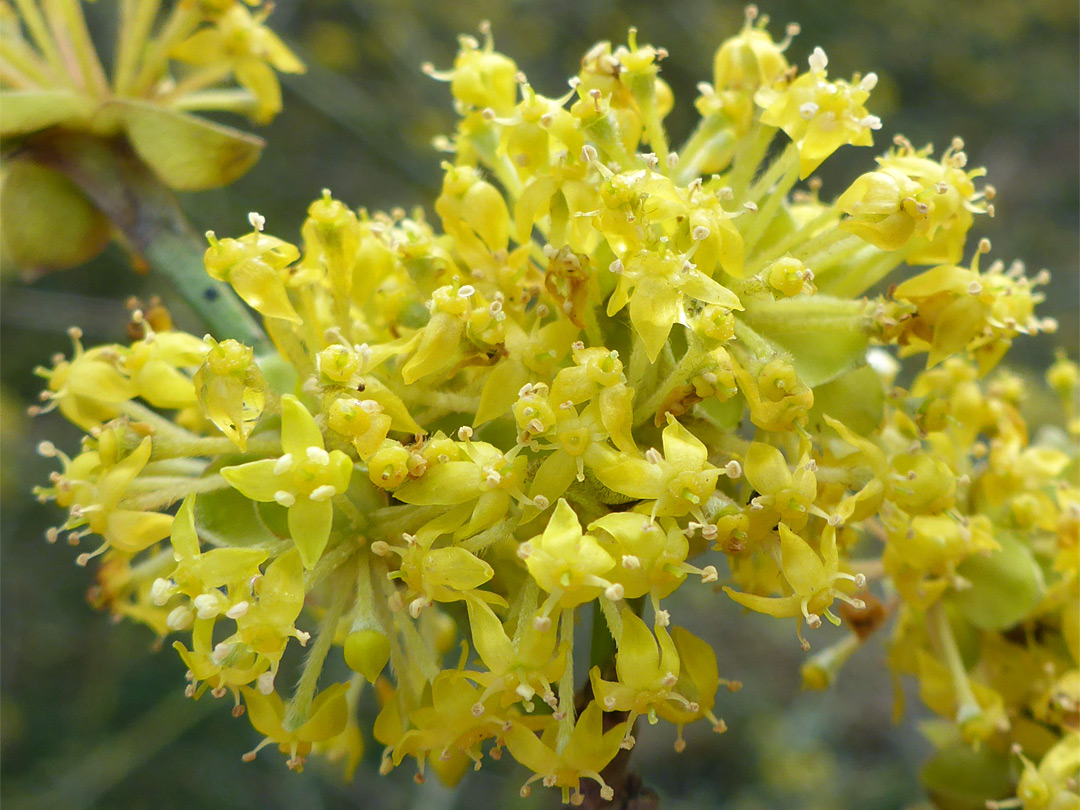 Cornelian cherry