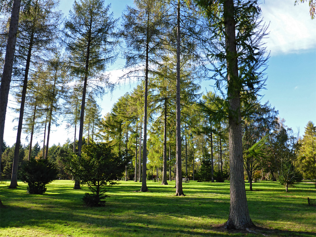 Well-spaced trees