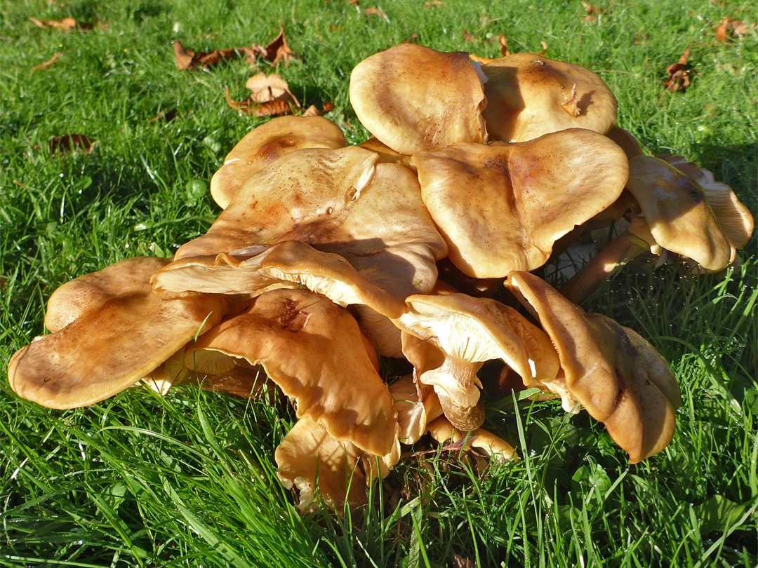 Honey fungus