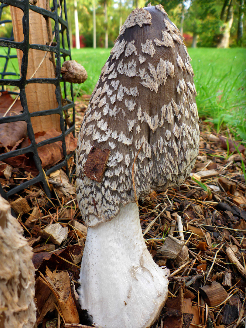 Magpie inkcap