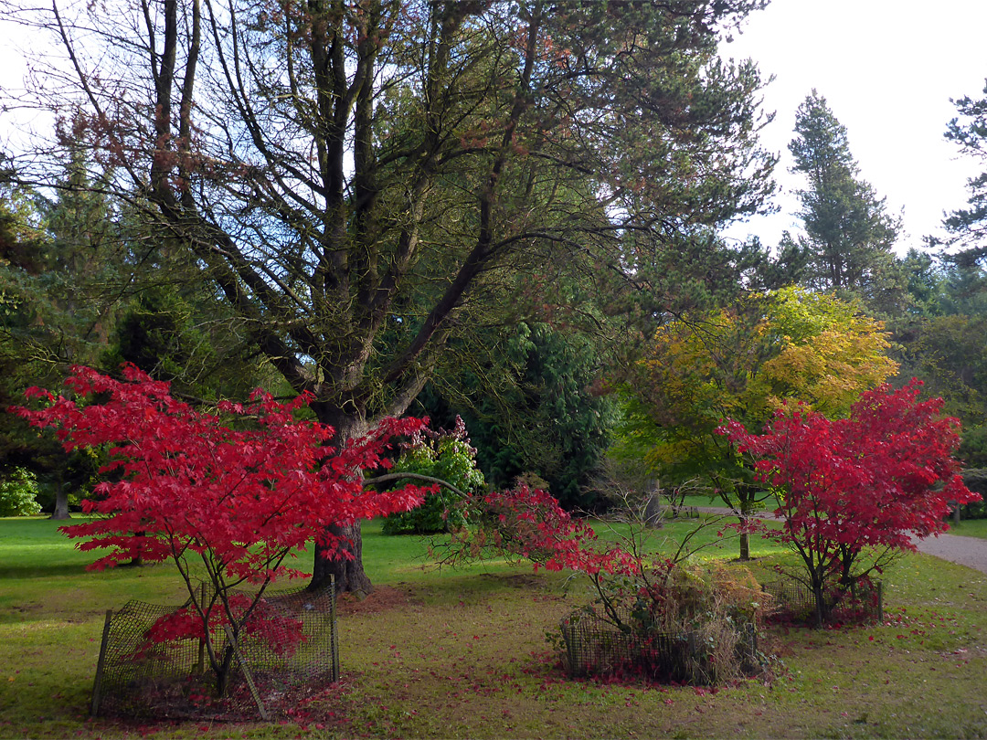 Two red maples