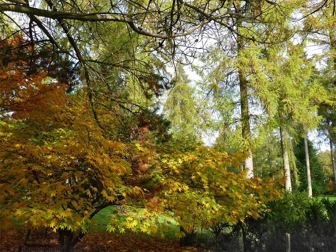 Yellowing maple leaves