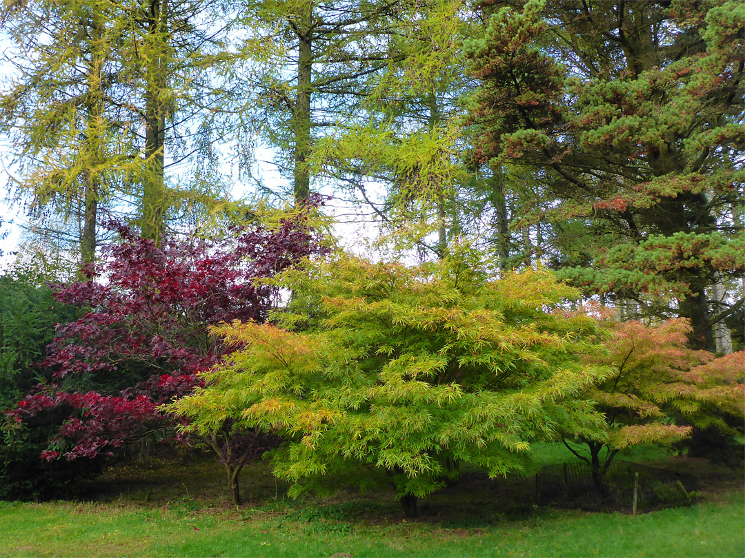 Three maples