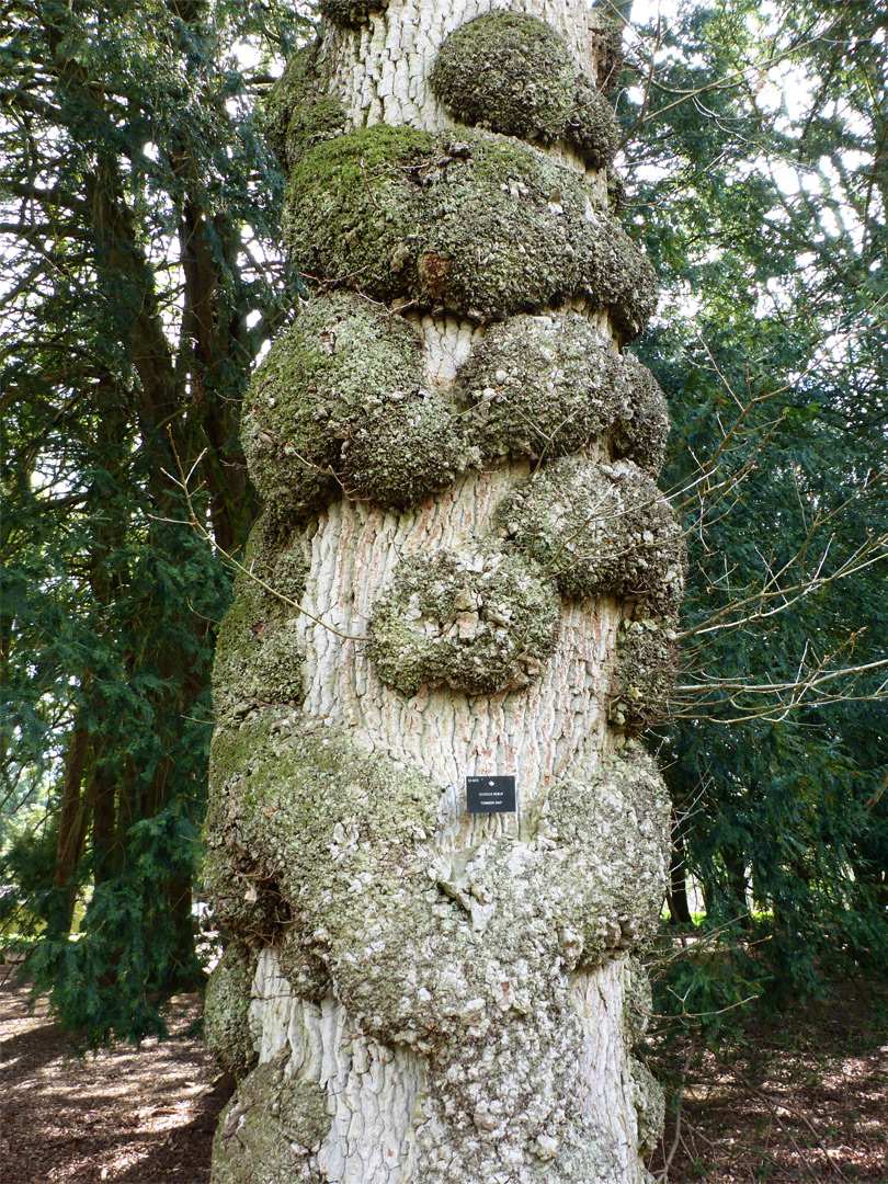 Oak burls