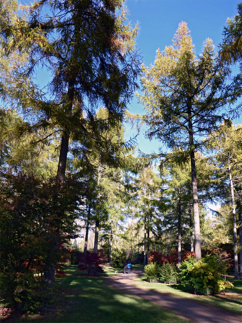 Path in Silk Wood