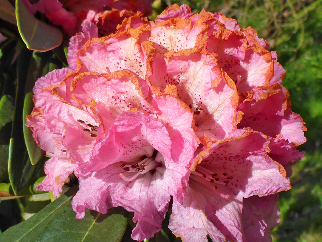 Rhododendron flowers