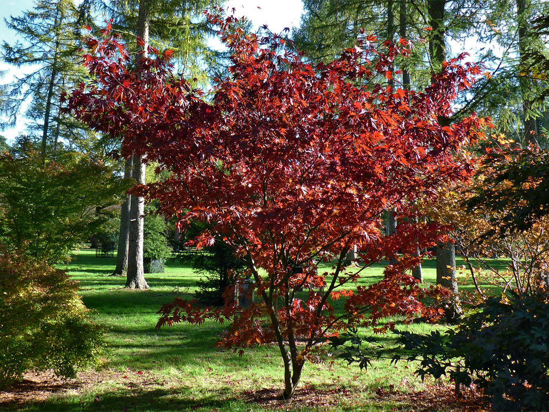 Maples and pines