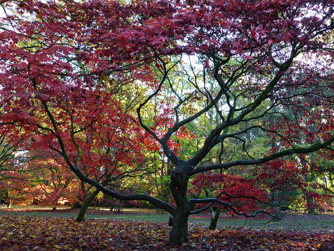 Spreading branches