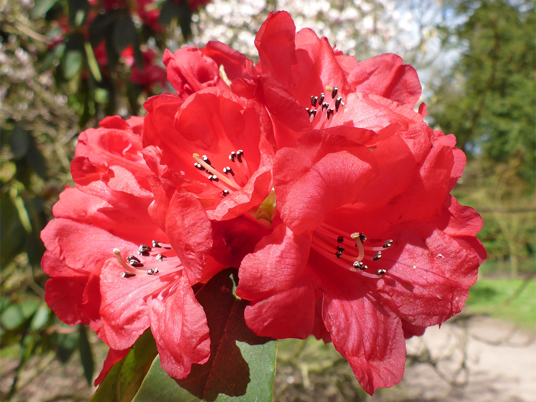 Red rhododendron
