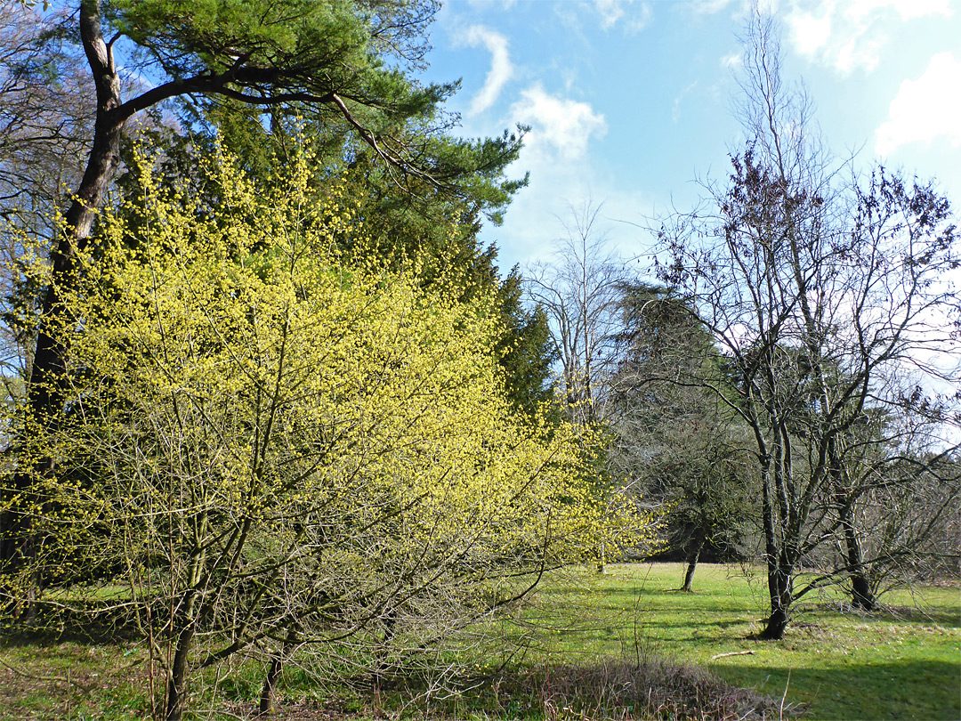 Yellow blossom