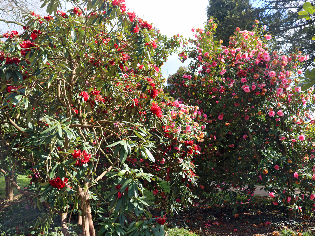 Red and pink flowers