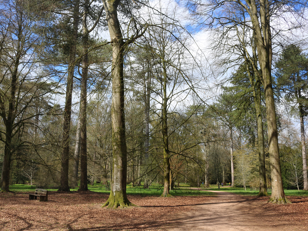 Trees in springtime