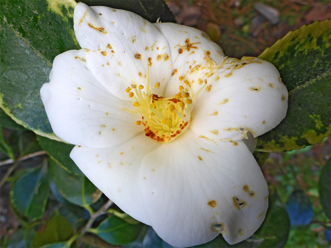 White camellia