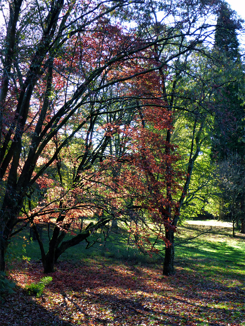 Green and orange leaves