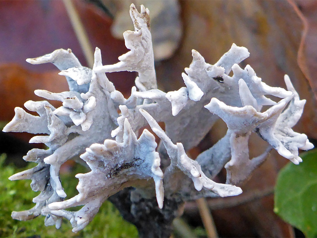 Candlesnuff fungus