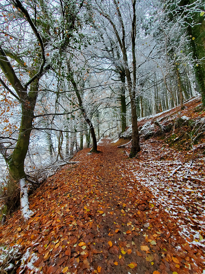 Fallen leaves