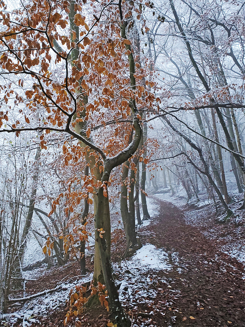 Frosty dead leaves