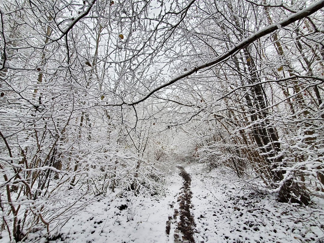 Path through the snow