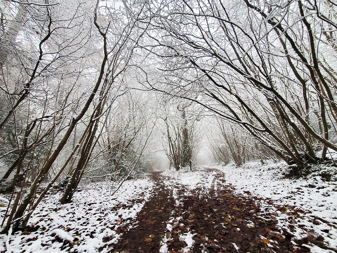 Hazel coppice
