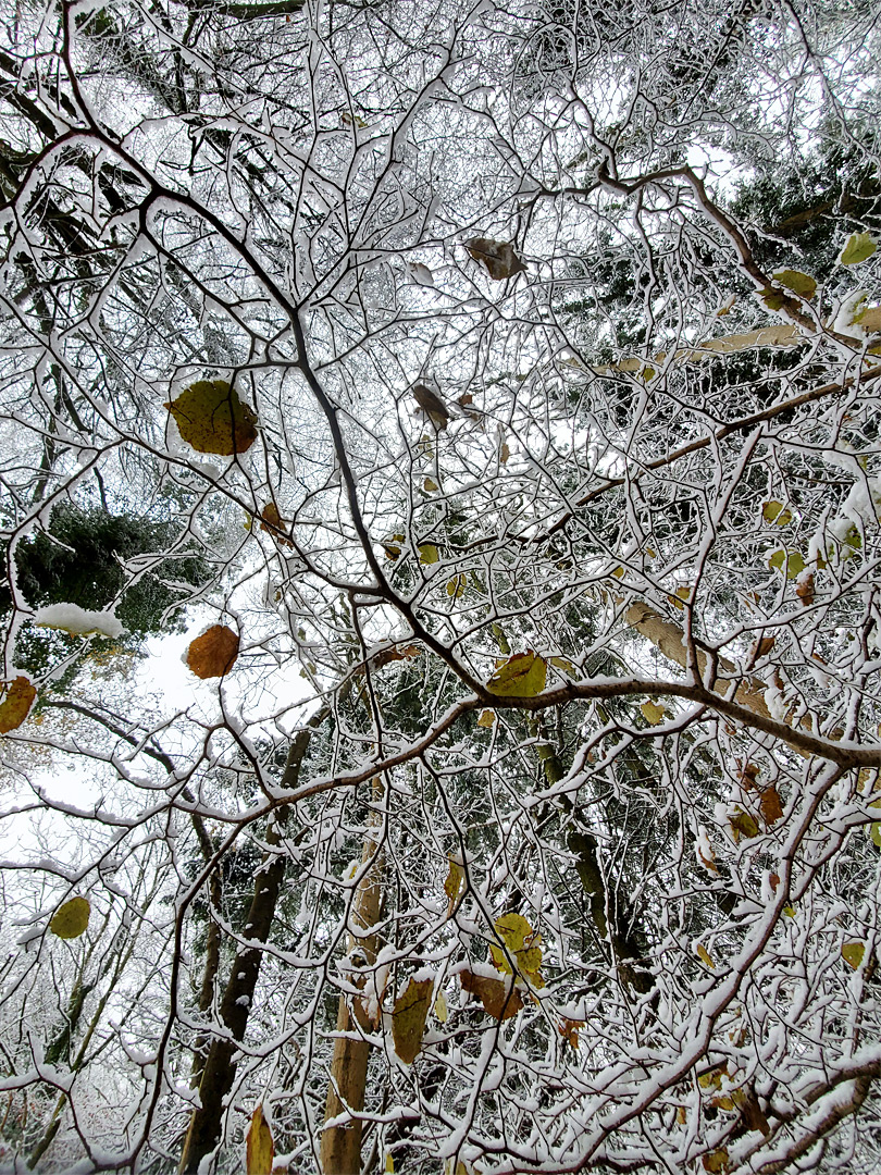 Snowy branches