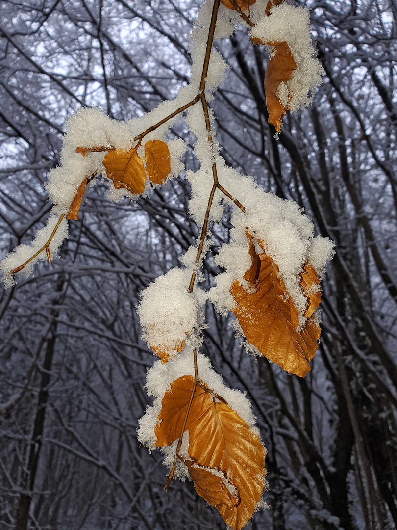 Leaves and branches