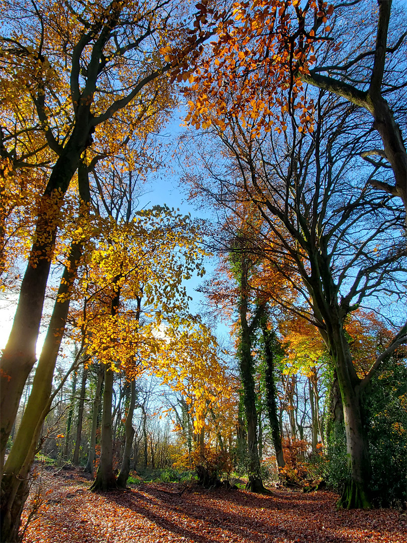 Path in autumn