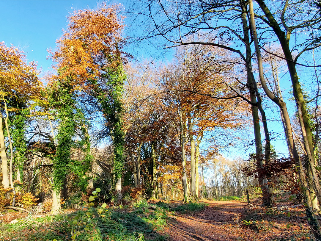 Beech trees