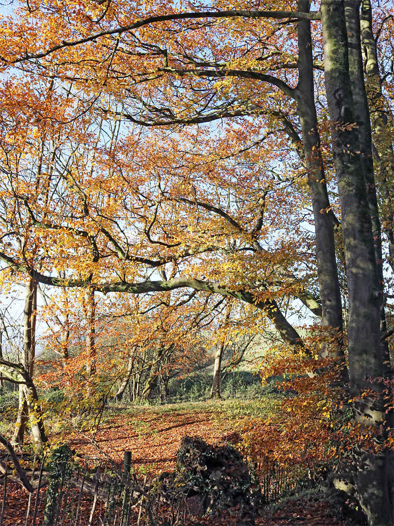Horizontal branches