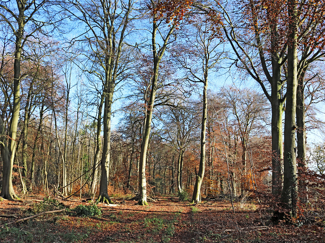 Open woodland