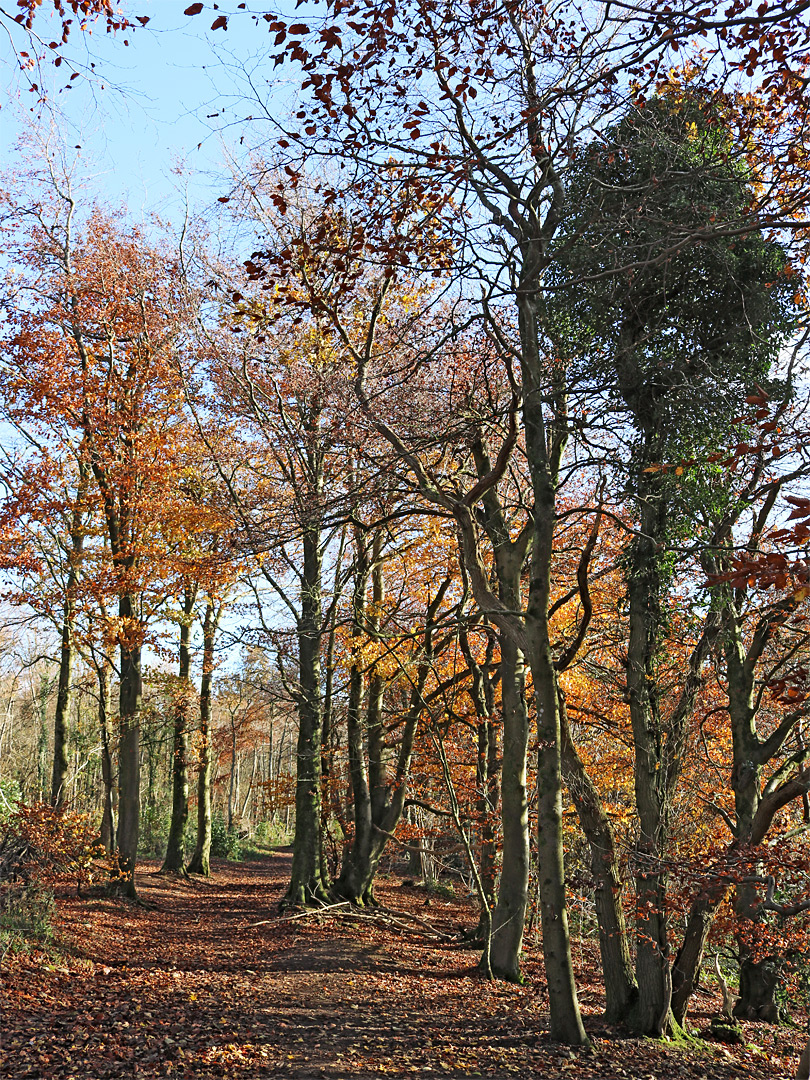 Broad path