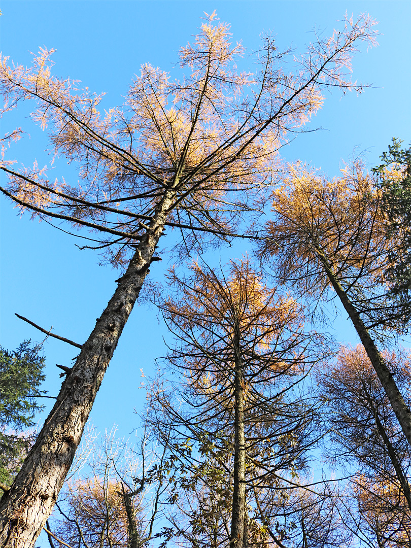 Larch