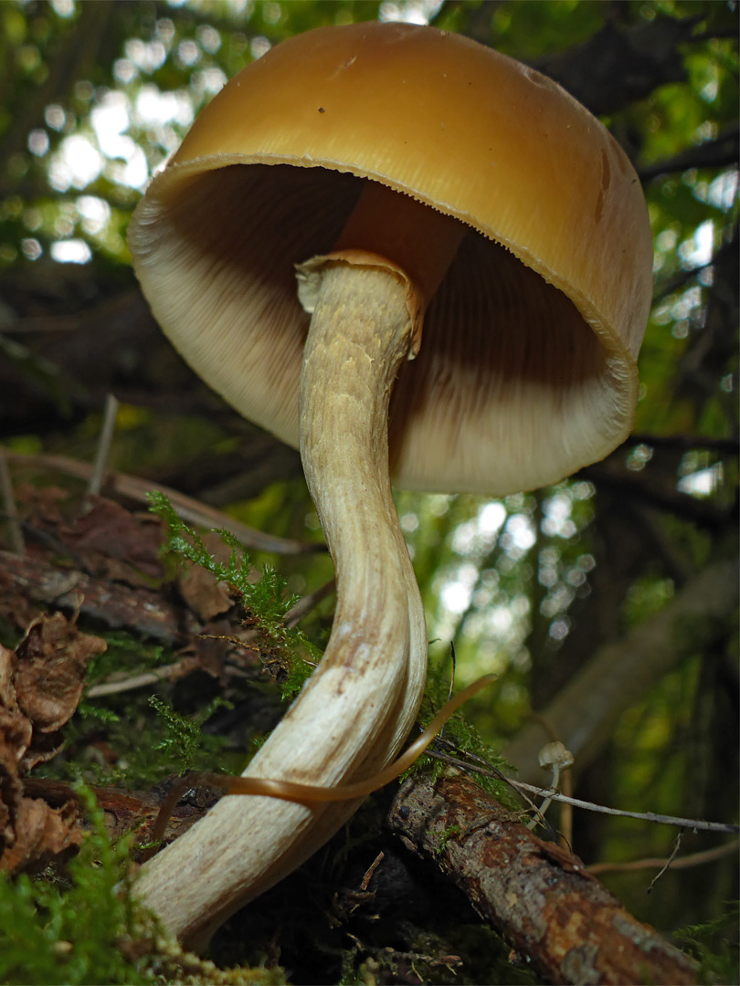 Unknown mushroom 