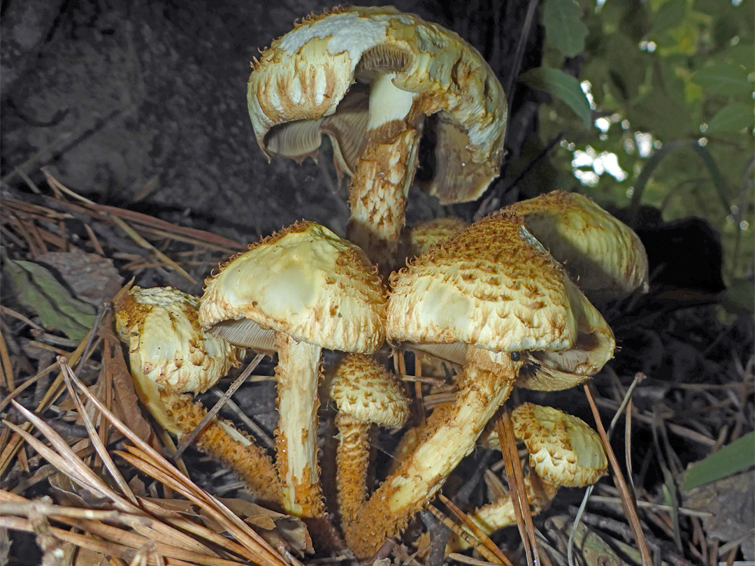 Shaggy scalycap 
