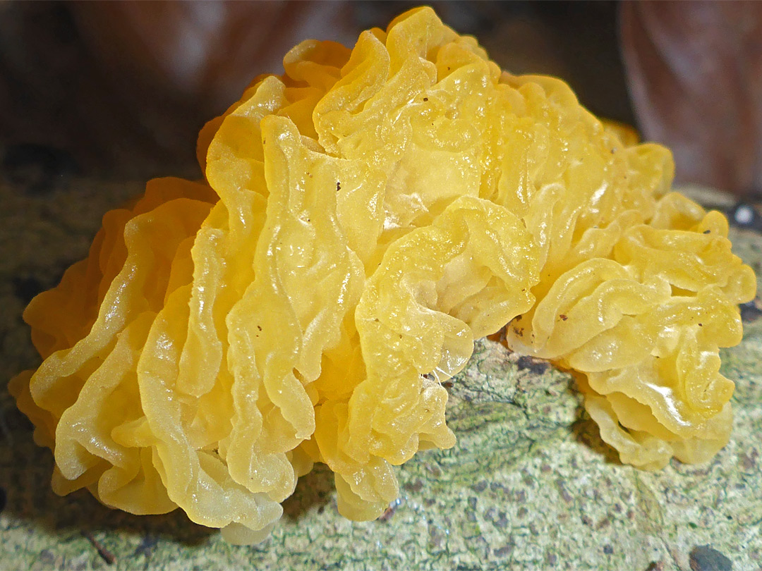 Yellow brain 