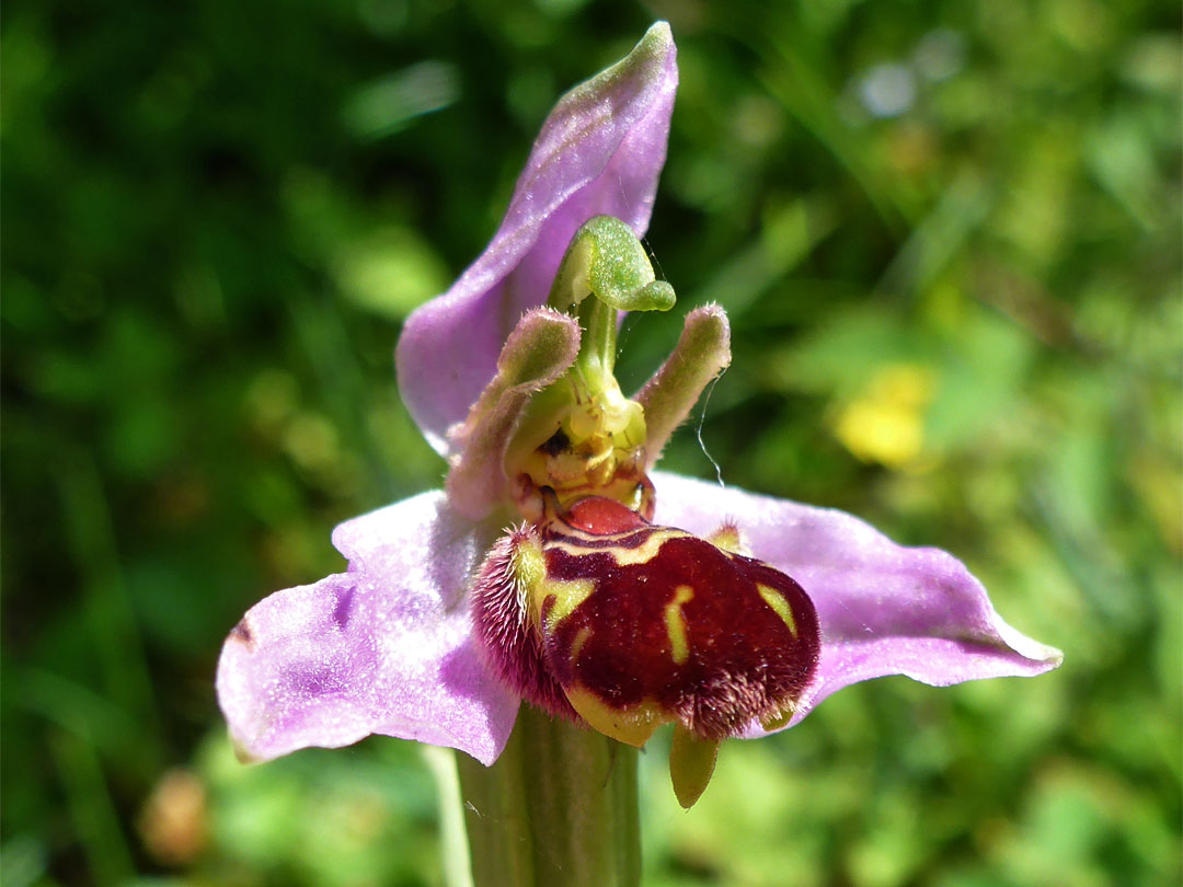 Bee orchid flower