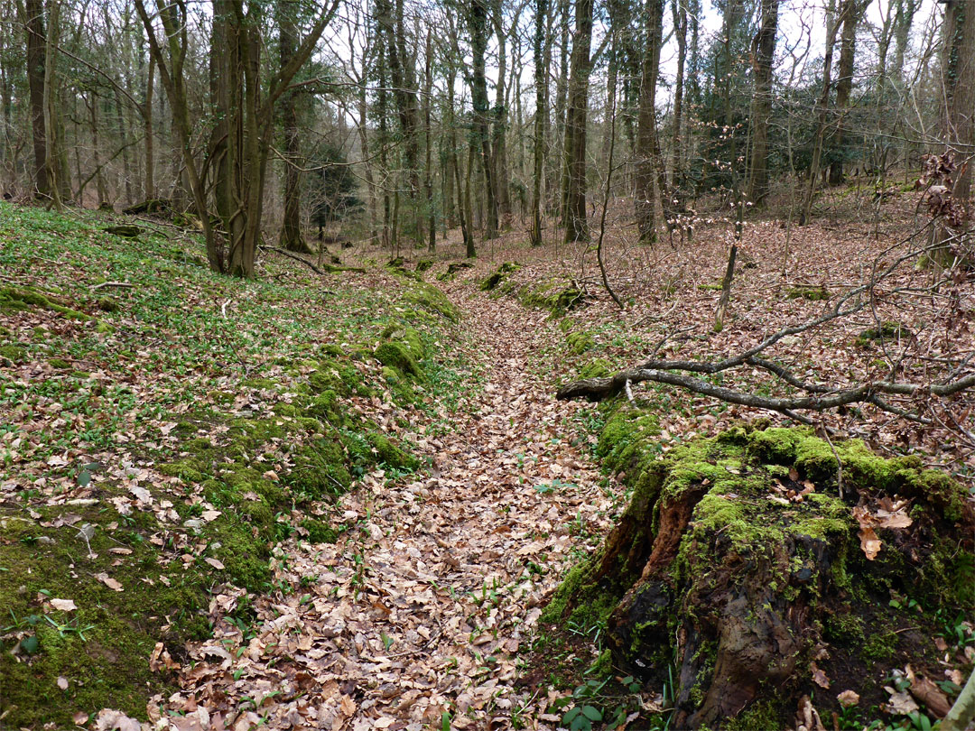 Leaves on a path