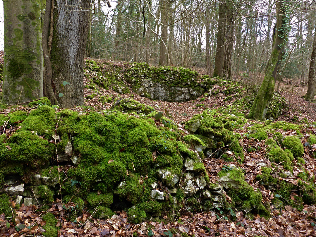 Moss-covered walls