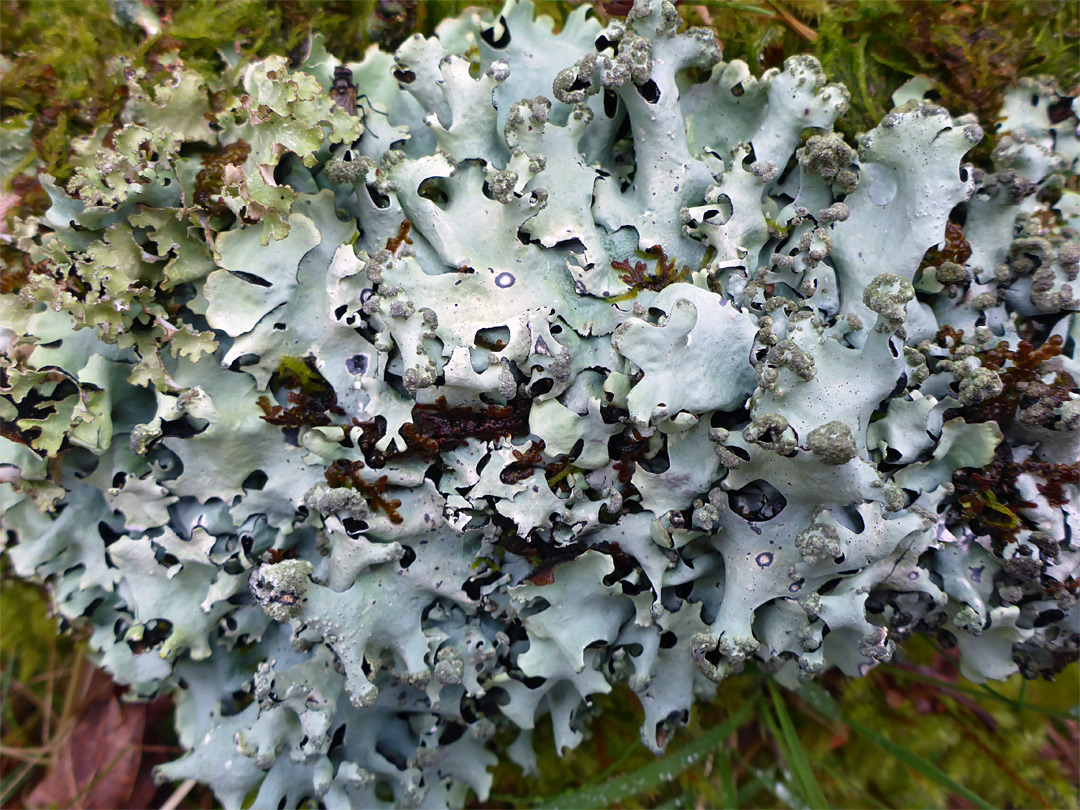 Lichen