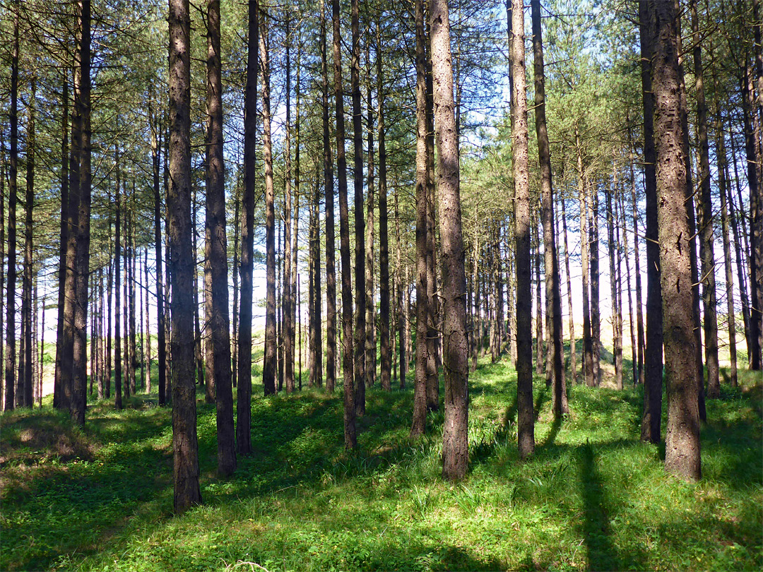 Tall, narrow pines