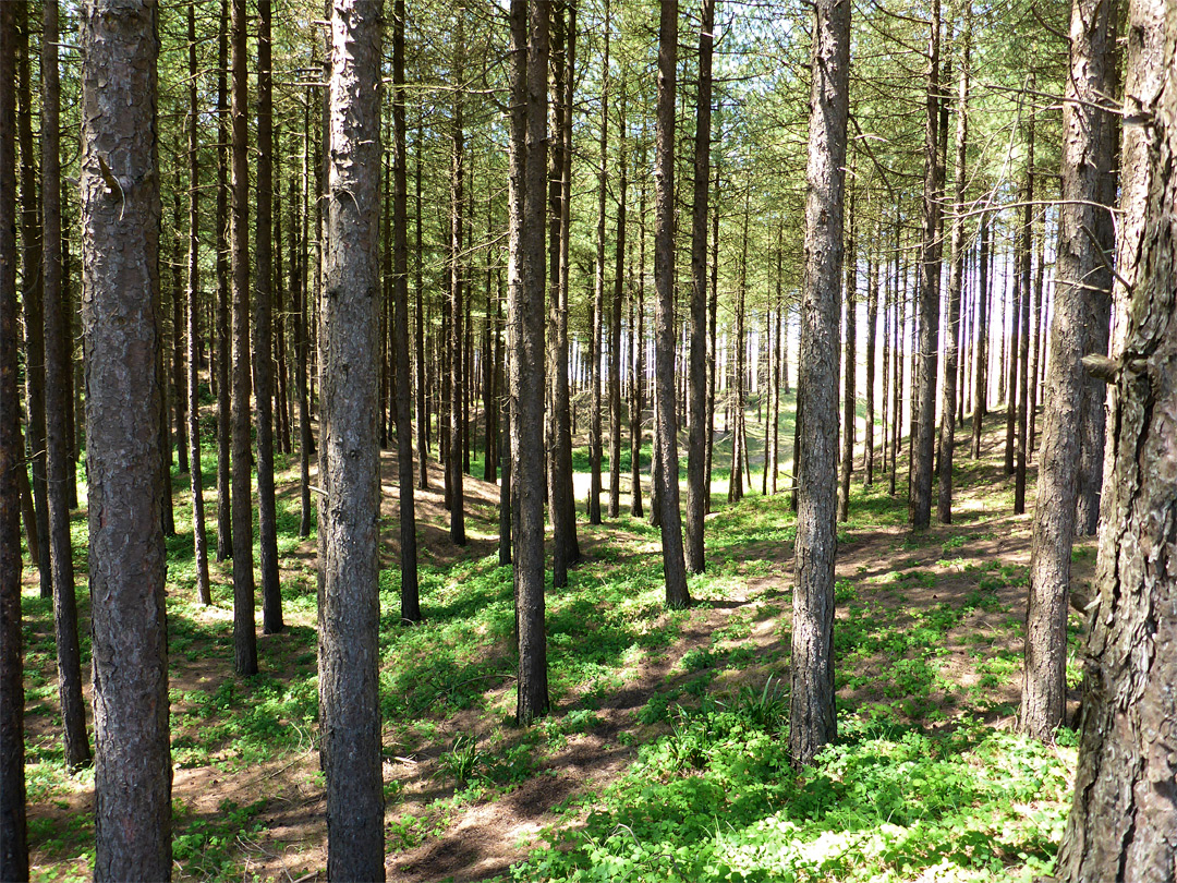 Path through the trees